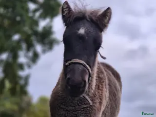 hästar Blivande stjärna säljes - Annons 19