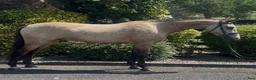 Allround hästar till salu: Stunning New Forest Pony - Annons 4