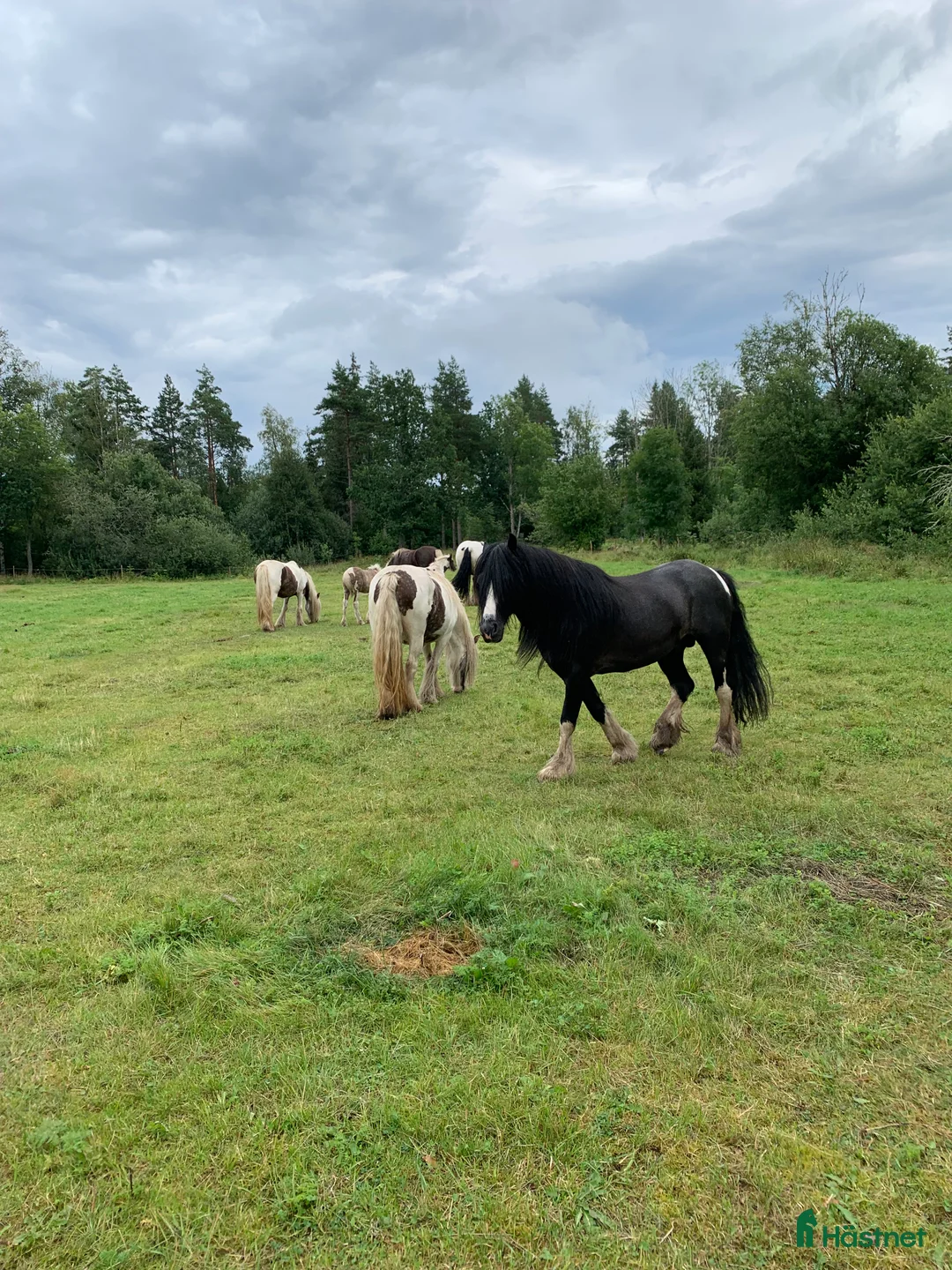 Övrigt hästar till salu: Avels hingst i Fliseryd - Annons 5