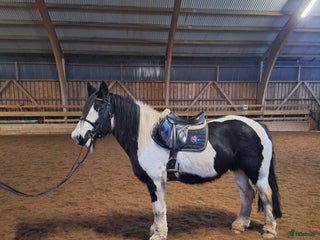 hästar Stabilt sto i Nybro - Annons 14