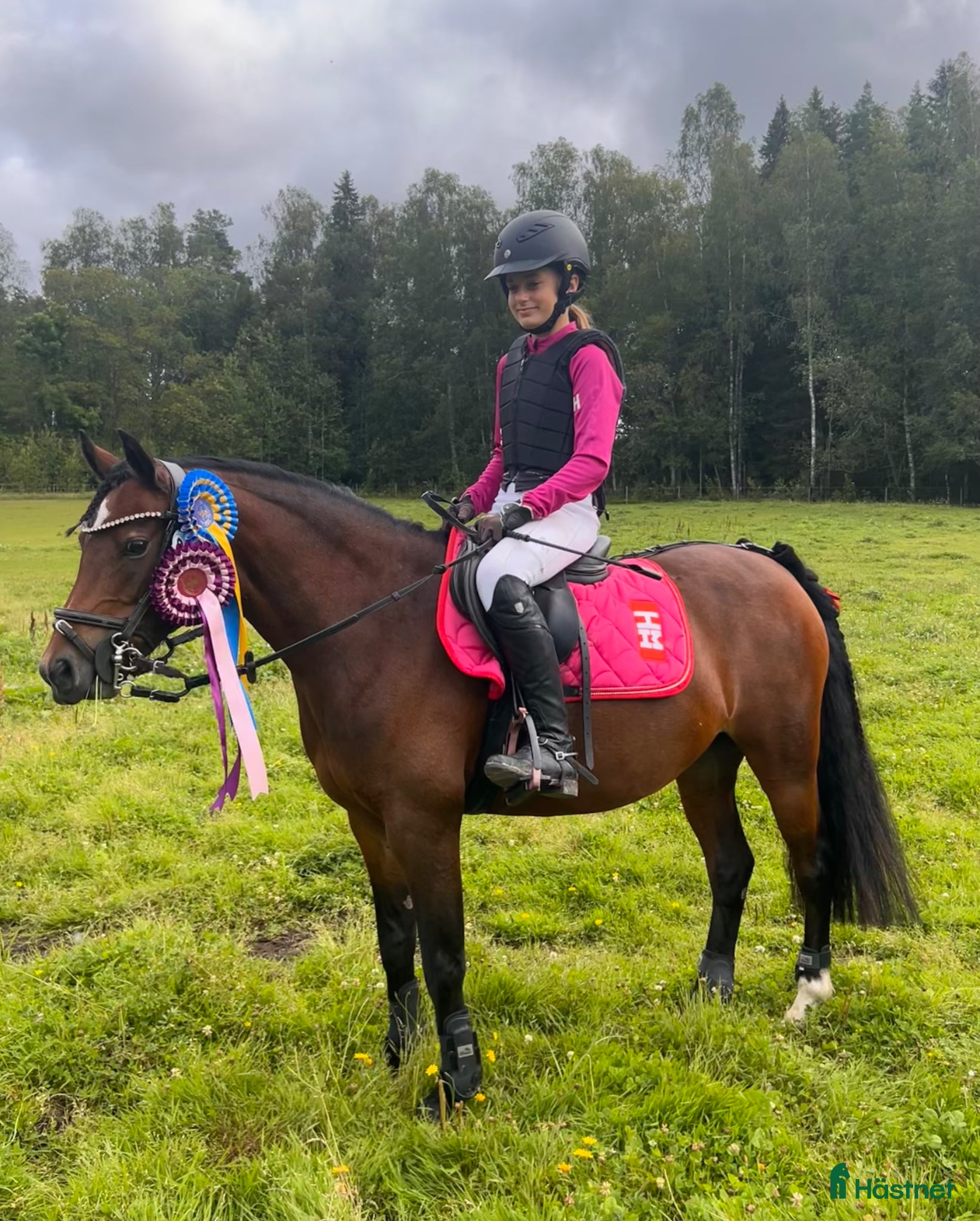  hästar Sockersöta Fia söker nytt hem - Annons 21