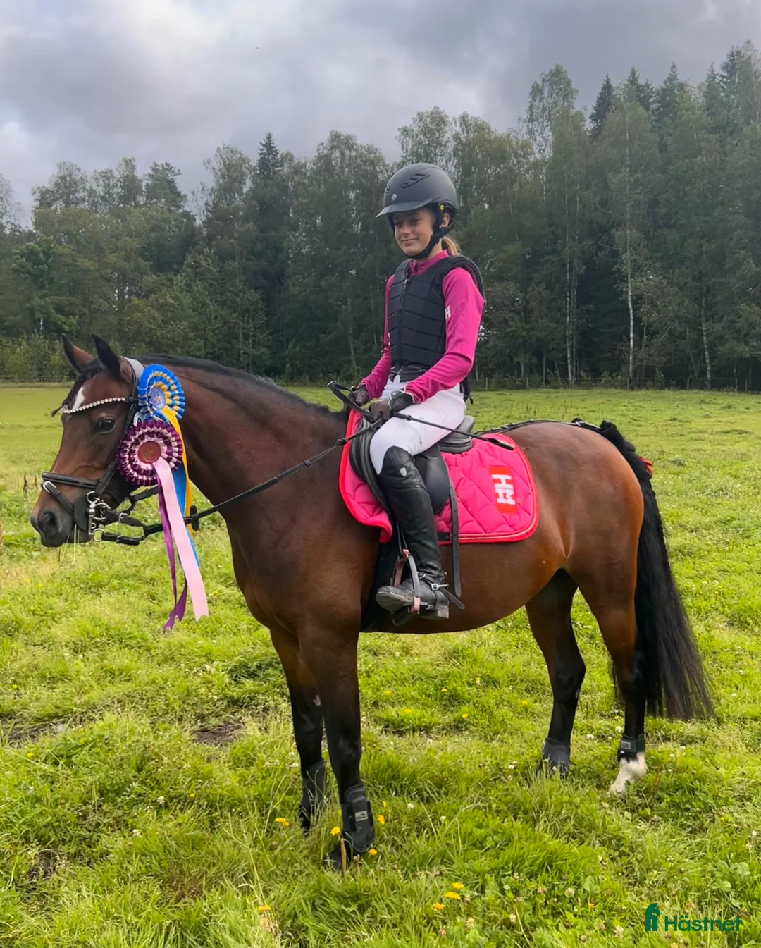 Allround hästar till salu: Sockersöta Fia söker nytt hem i Hammarö - Annons 1