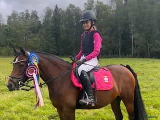 hästar Sockersöta Fia söker nytt hem - Annons 21