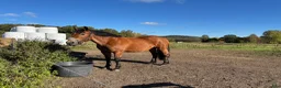  stallplats finnes: SÖKER STALLPLATS i Kungsbacka - Annons 2
