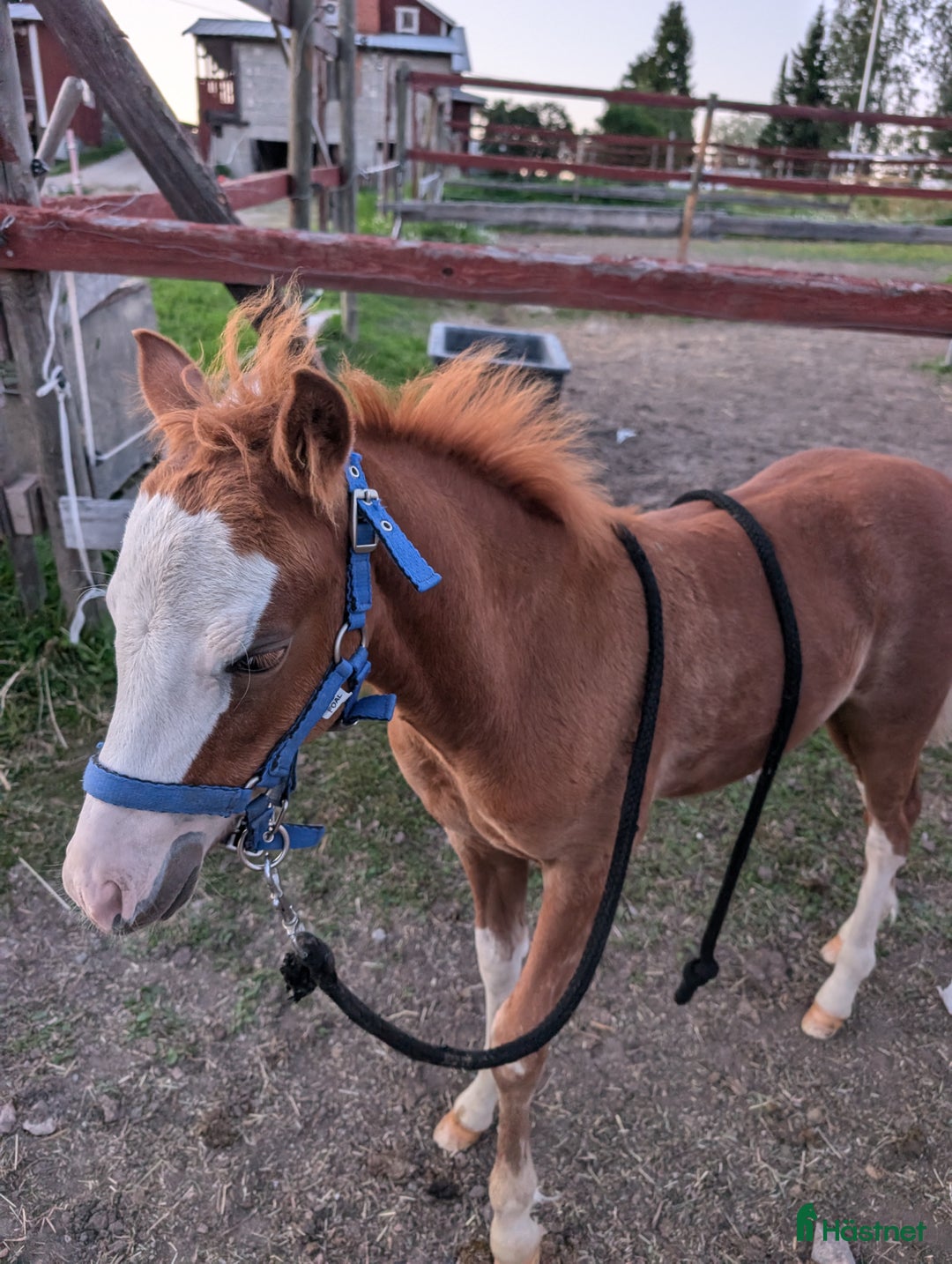 Allround hästar till salu: Två halvbröder söker nytt hem i Ilsbo - Annons 10