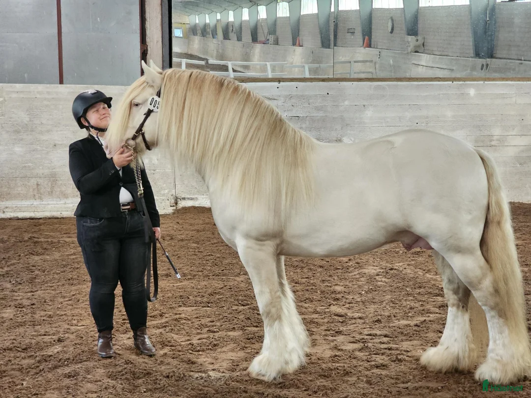  avel finnes: Irish Cob hingst för avel - Annons 2