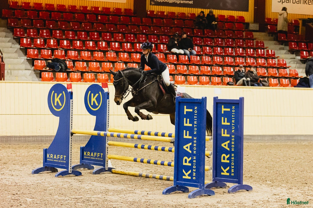 Hoppning hästar till salu: Rolig tävlingskompis i Södra Sandby - Annons 1