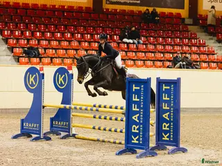 hästar Rolig tävlingskompis - Annons 8