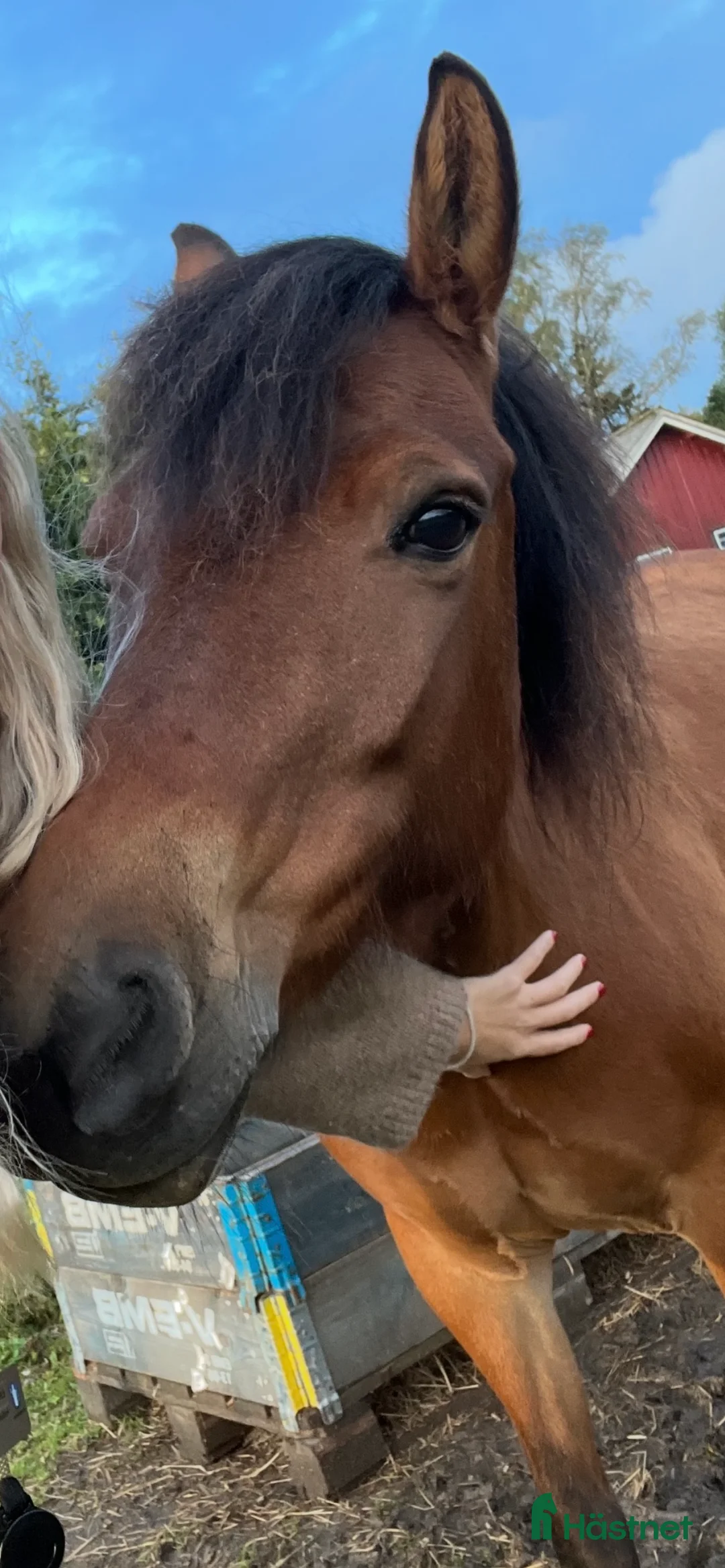 Allround hästar till salu: Elvaårigt gotlandsruss säljes i Kungsbacka - Annons 2