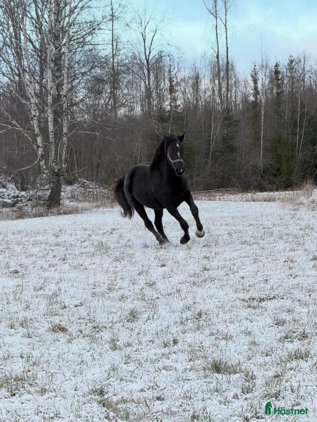 Fälttävlan hästar till salu: Flashig 2-åring samt föl -26 - Annons 2