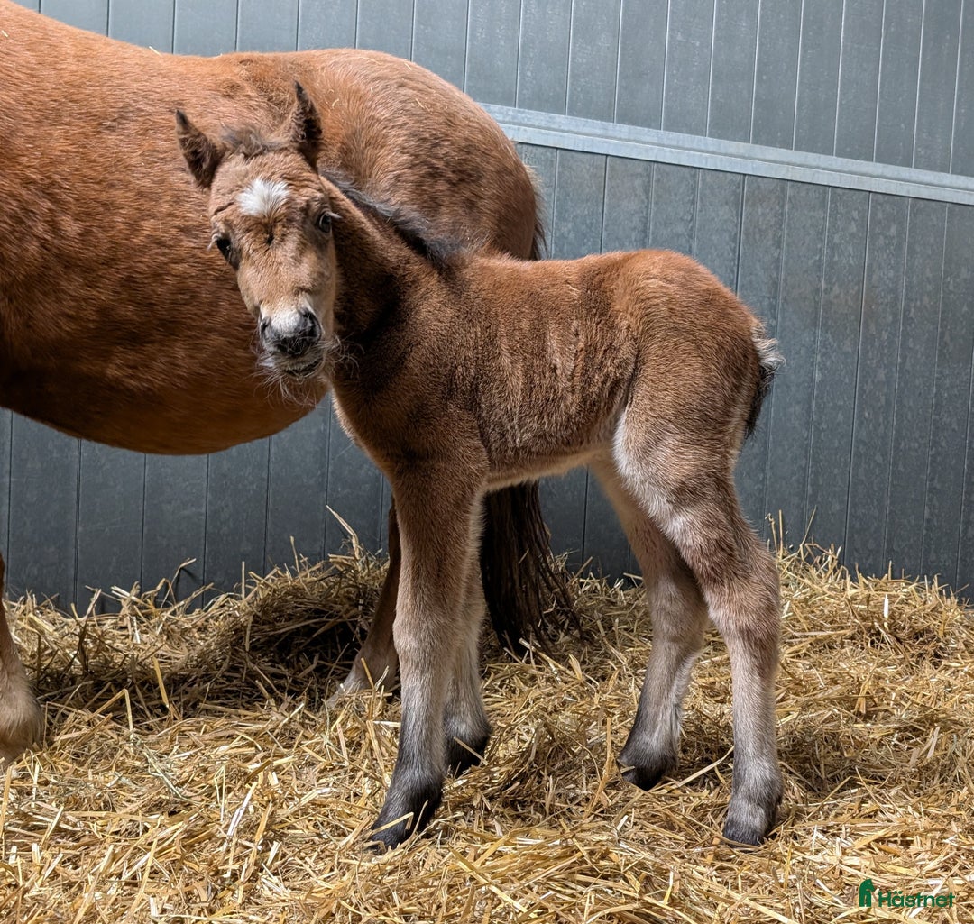 Allround hästar till salu: Rollo söker nya buskumpaner våren 2026 i Falköping - Annons 4