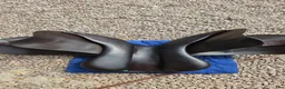 Sadlar hästutrustning till salu: Equipe Expression Special 17,5" - Annons 5