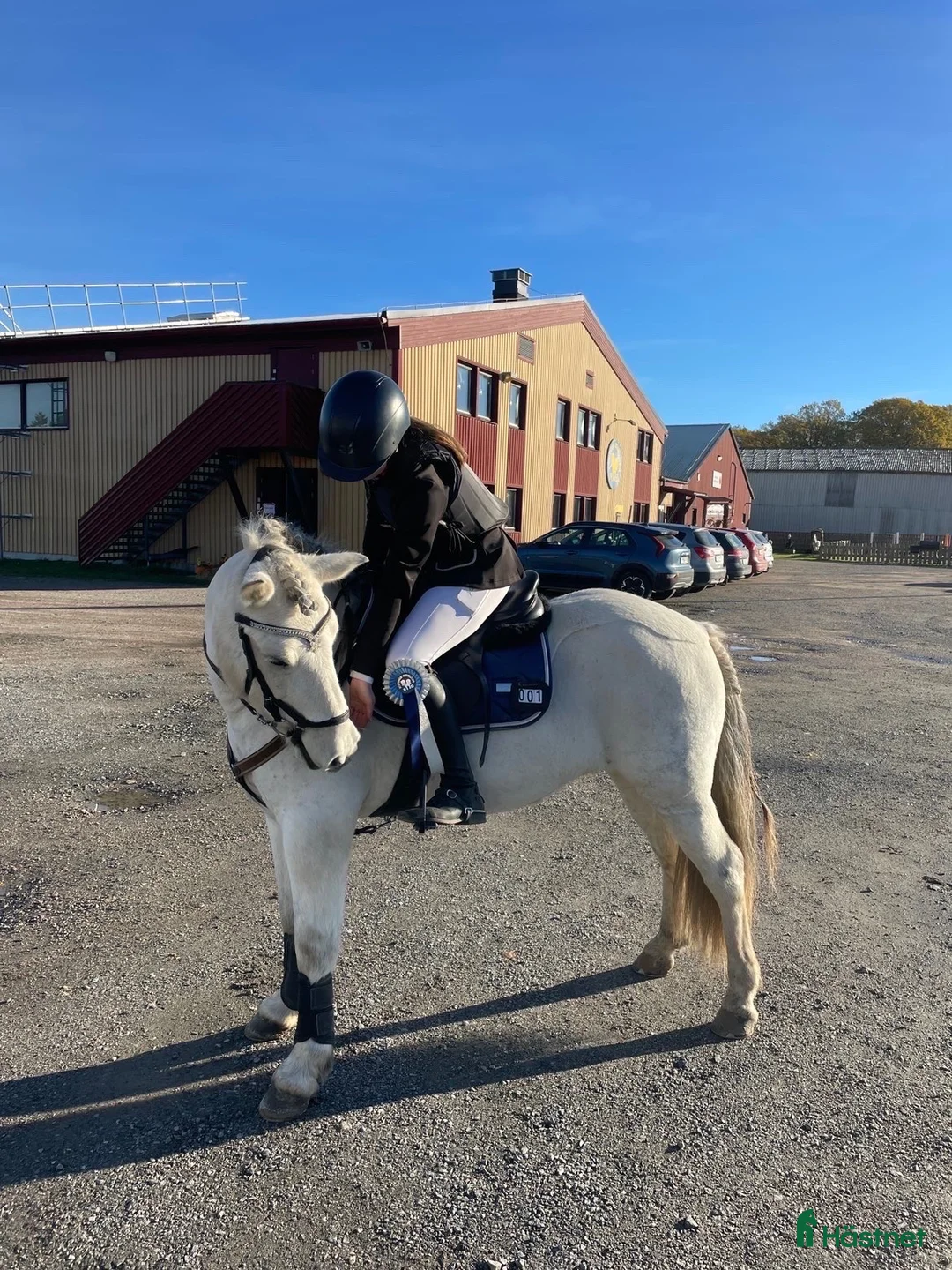 Allround hästar till salu: En bästa vän för livet❤️ - Annons 1