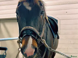 hästar Trevlig häst - Annons 3