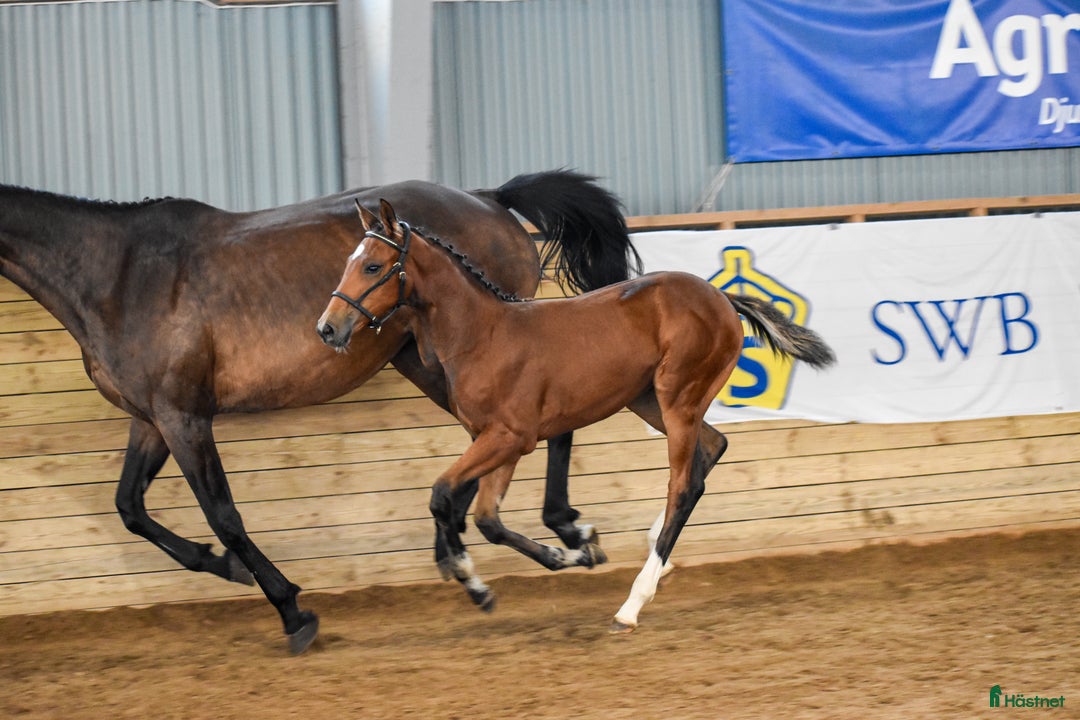 Hoppning hästar till salu: Premieföl med 9 i exteriör, stark hoppstam i Kisa - Annons 5