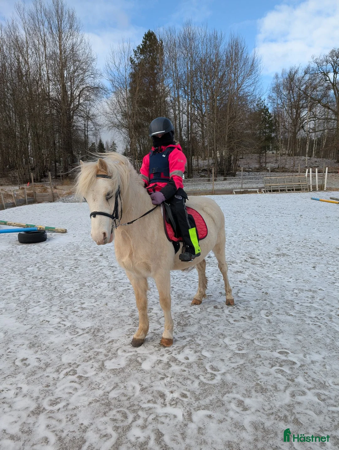 Allround hästar till salu: Mysig welsh mountain  - Annons 2