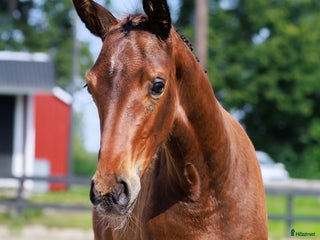 Dressyr hästar till salu: Fölchampionatdeltagare e. Bruksprovsvinnare 💫 i Eskilstuna - Annons 2