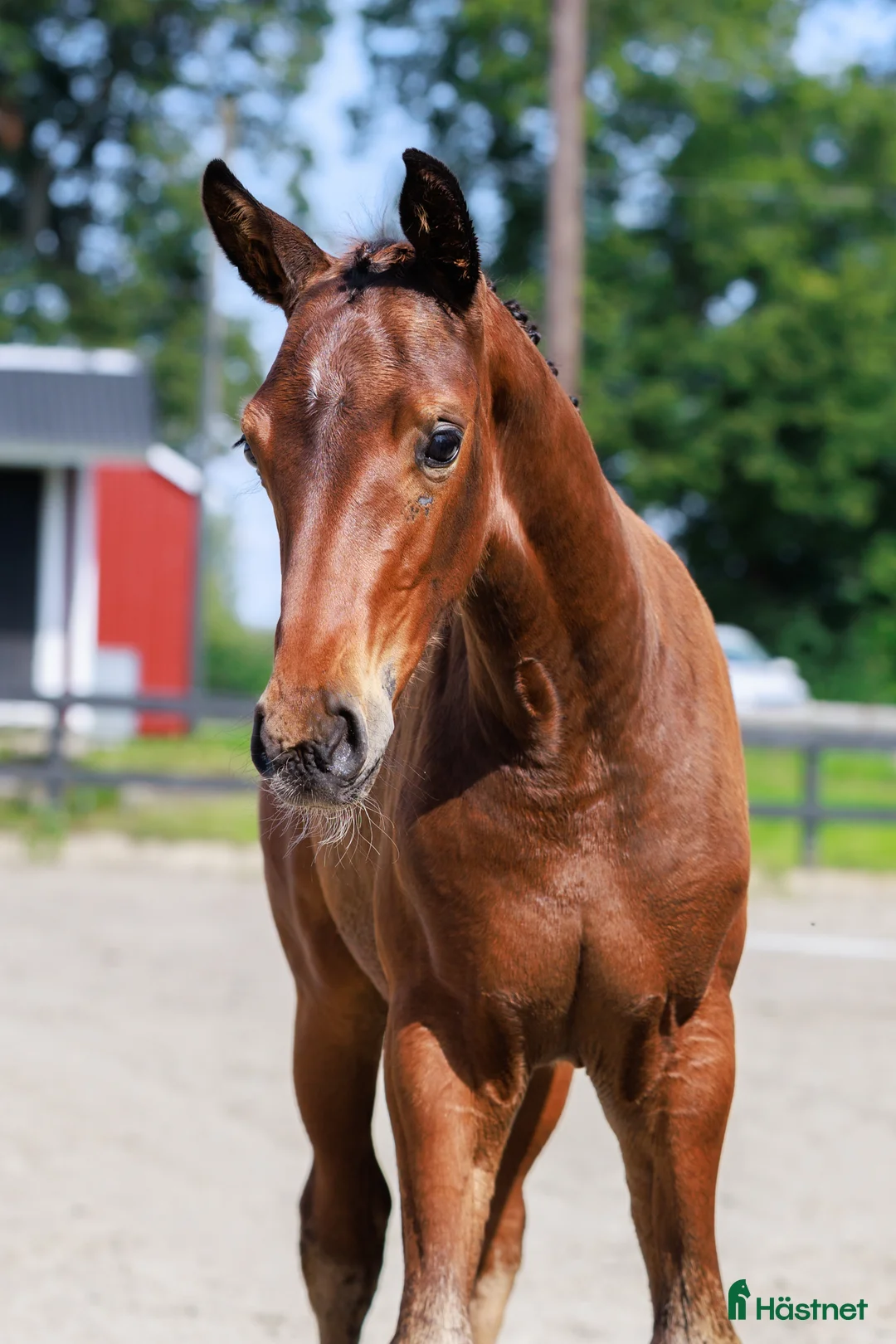 Dressyr hästar till salu: Fölchampionatdeltagare e. Bruksprovsvinnare 💫 i Eskilstuna - Annons 1