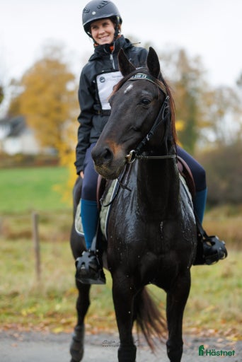 Galleribild {{count}}