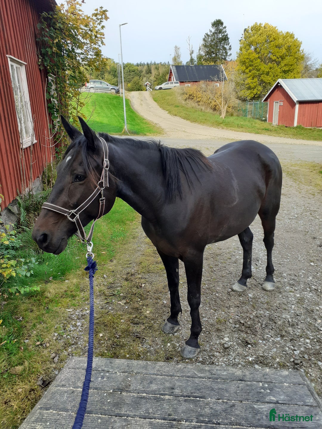 Allround hästar till salu: Ridning körning avel sällskap i Svanesund - Annons 2