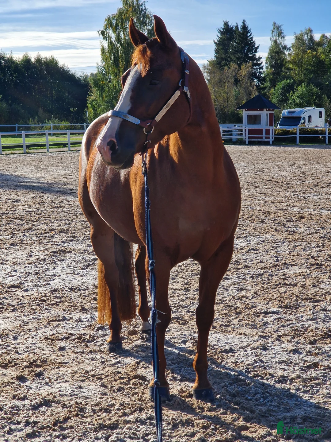 Western hästar till salu: Gångartsto quarter 6 år i Stenstorp - Annons 8