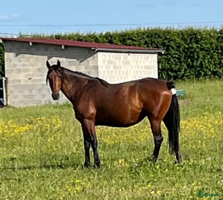  hästar Ett dräktigt fölsto och ett tomt i Frankrike  i Sundsvall - Annons 16