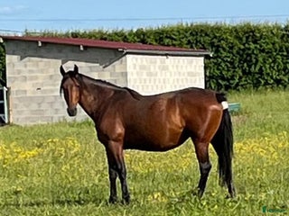 hästar Ett dräktigt fölsto och ett tomt i Frankrike i Sundsvall - Annons 14