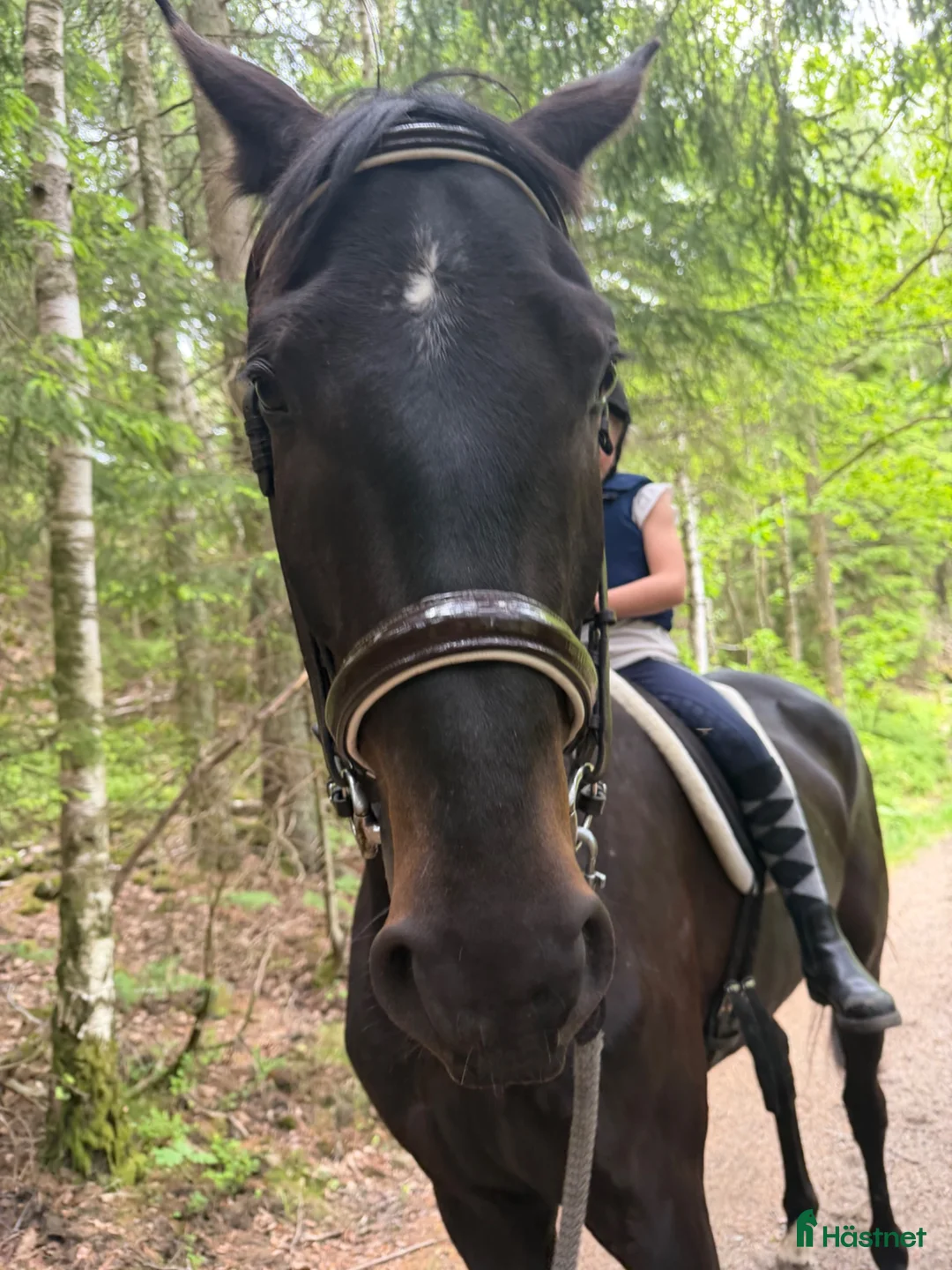 Allround hästar till salu: Charmig 5-årig valack med hjärtat på rätt ställe i Hovås - Annons 2