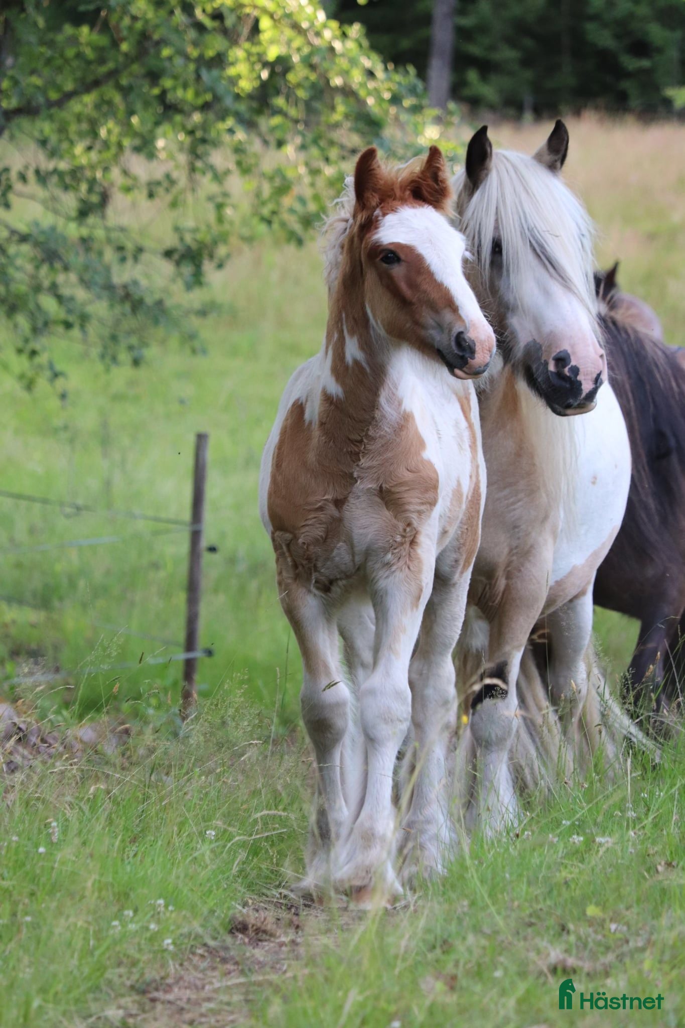  hästar Trevligt Irish Cob hingstföl - Annons 2