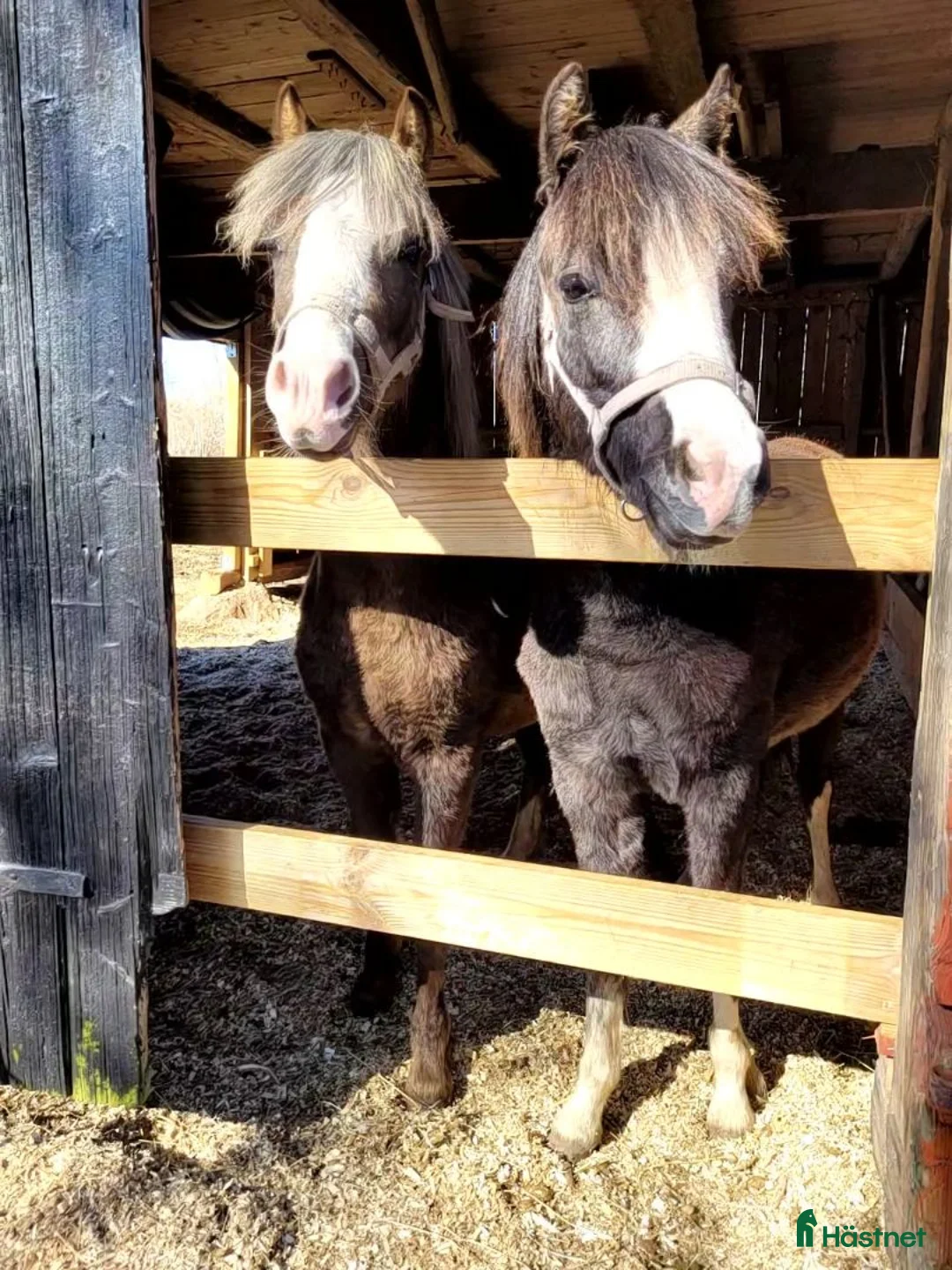 Allround hästar till salu: Welsh Mountain sto  - Annons 1