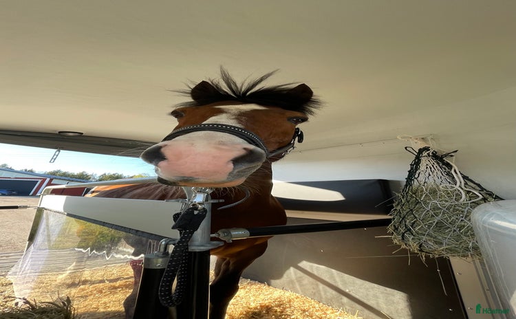  medryttarhäst finnes i Tungelsta - Annons 12