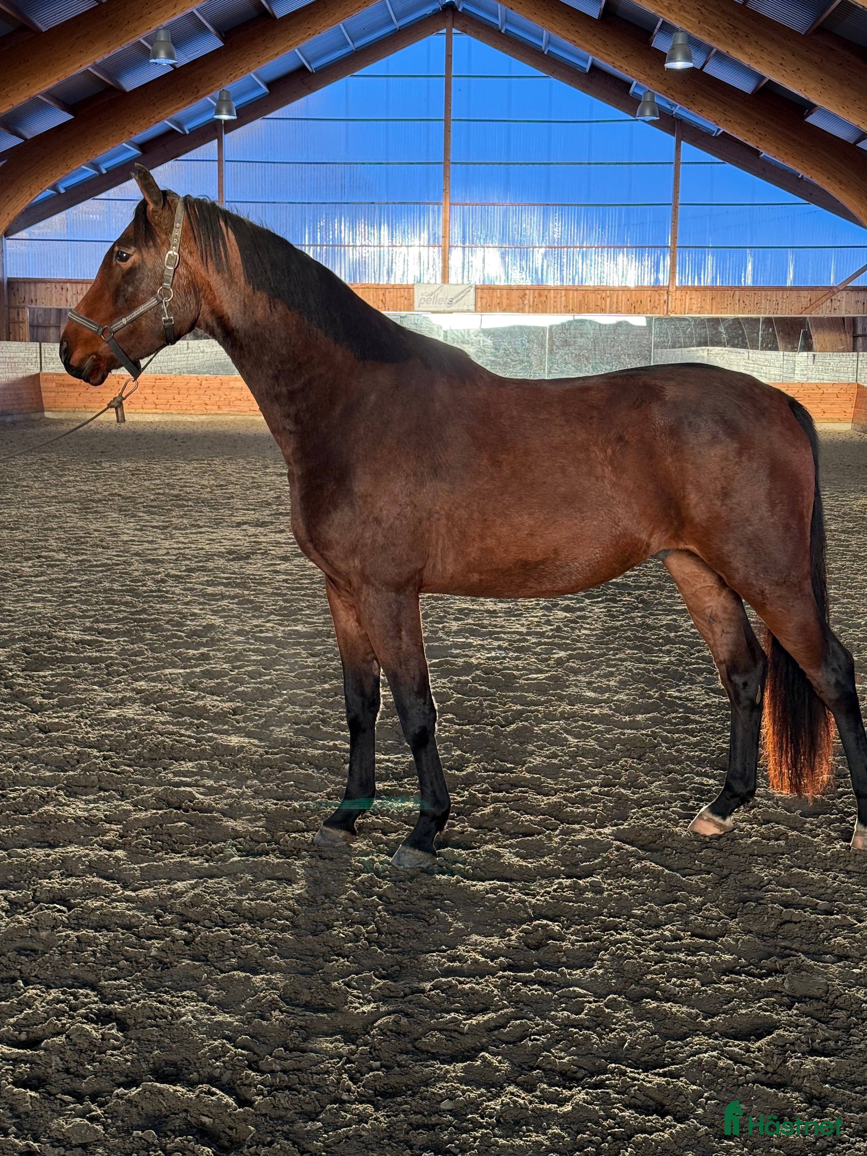  hästar Fantastisk 4-åring  i Åsele - Annons 14