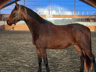 hästar Fantastisk 4-åring i Åsele - Annons 14