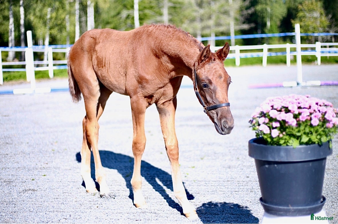  hästar Vackert stoföl  i Katrineholm - Annons 2