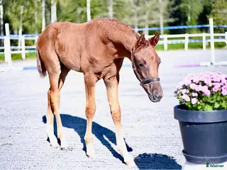 hästar Vackert stoföl i Katrineholm - Annons 11