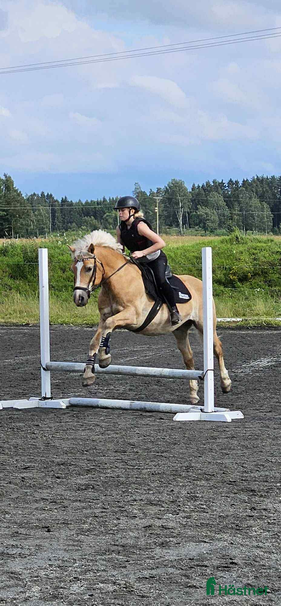  hästar Haflinger Valack i Vänersborg - Annons 14