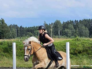 hästar Haflinger Valack i Vänersborg - Annons 14