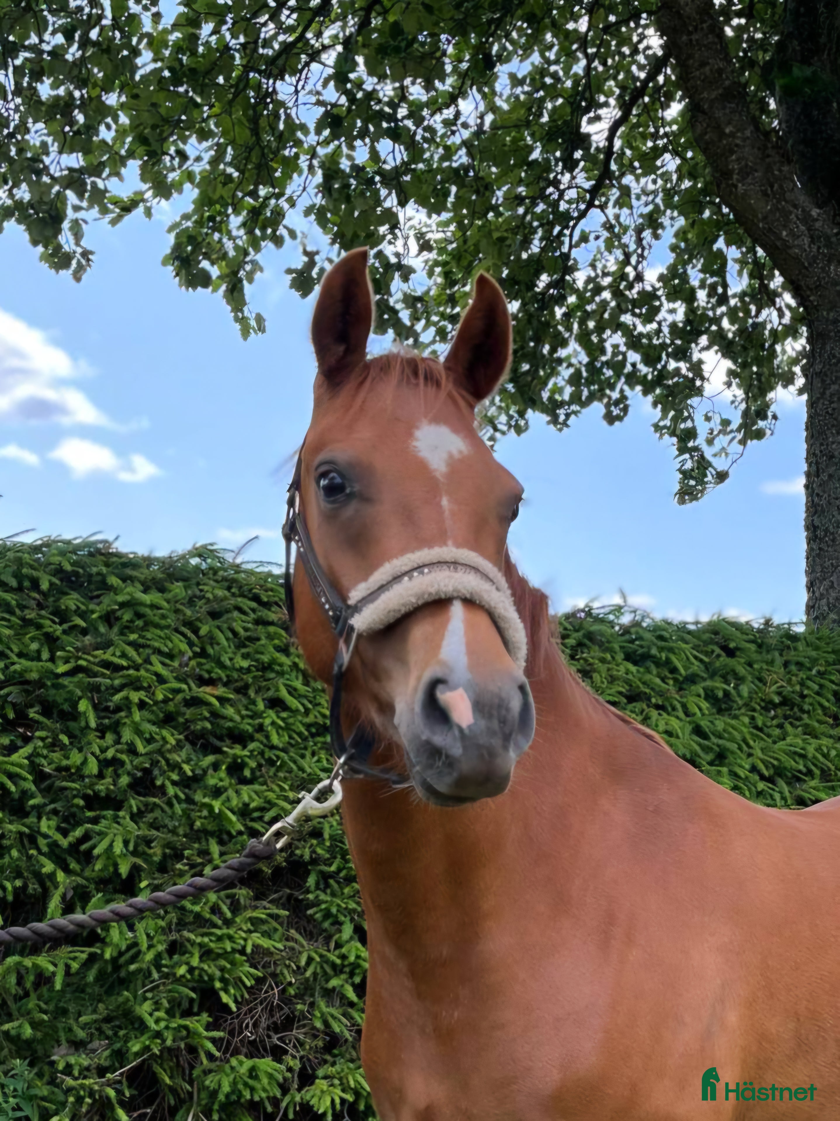  hästar Vacker ungponny! - Annons 6