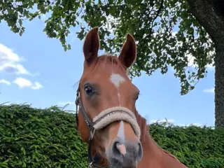 hästar Vacker ungponny! - Annons 6