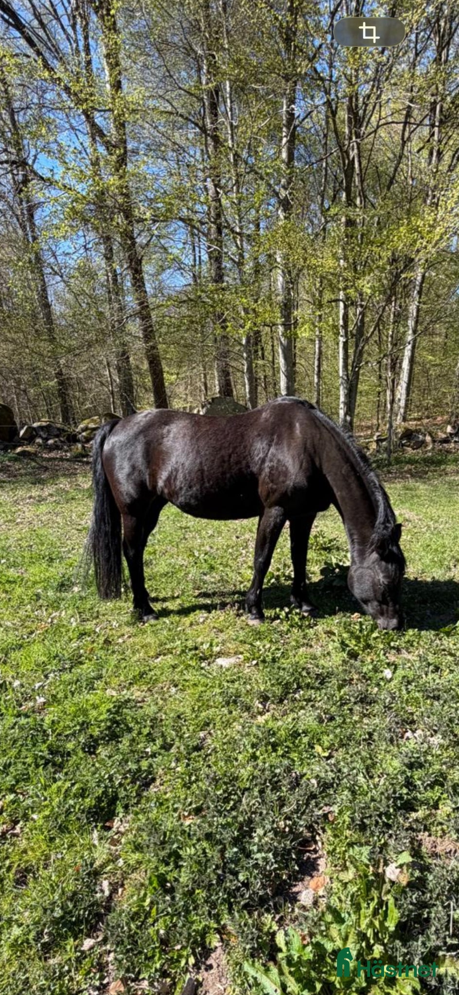  hästar Vackert svart new forest sto - Annons 16