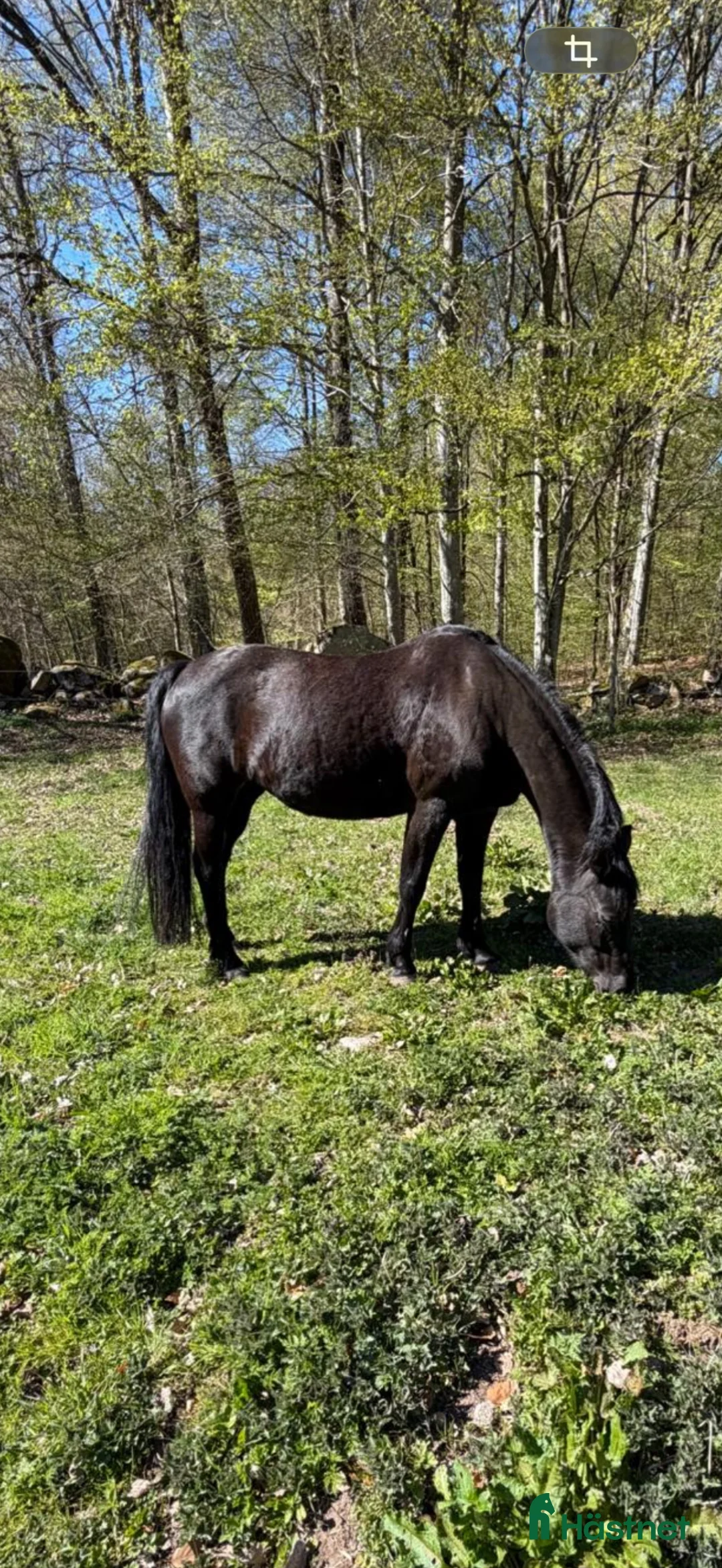 Allround hästar till salu: Vackert svart new forest sto - Annons 1