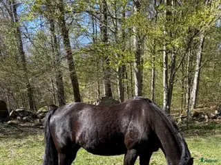 hästar Vackert svart new forest sto - Annons 4