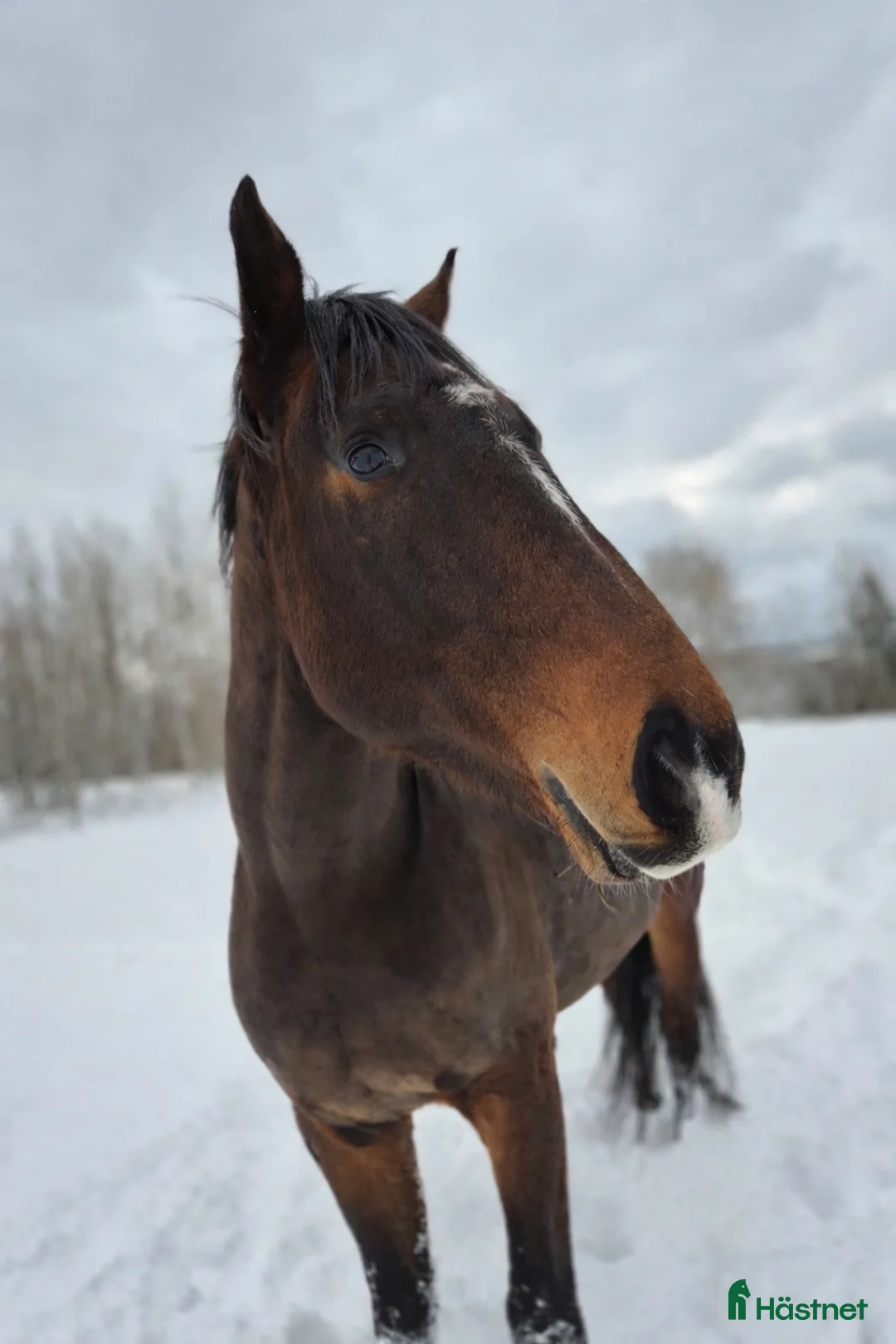 Fälttävlan hästar till salu: Framtida fälttävlanshäst i Väddö - Annons 2