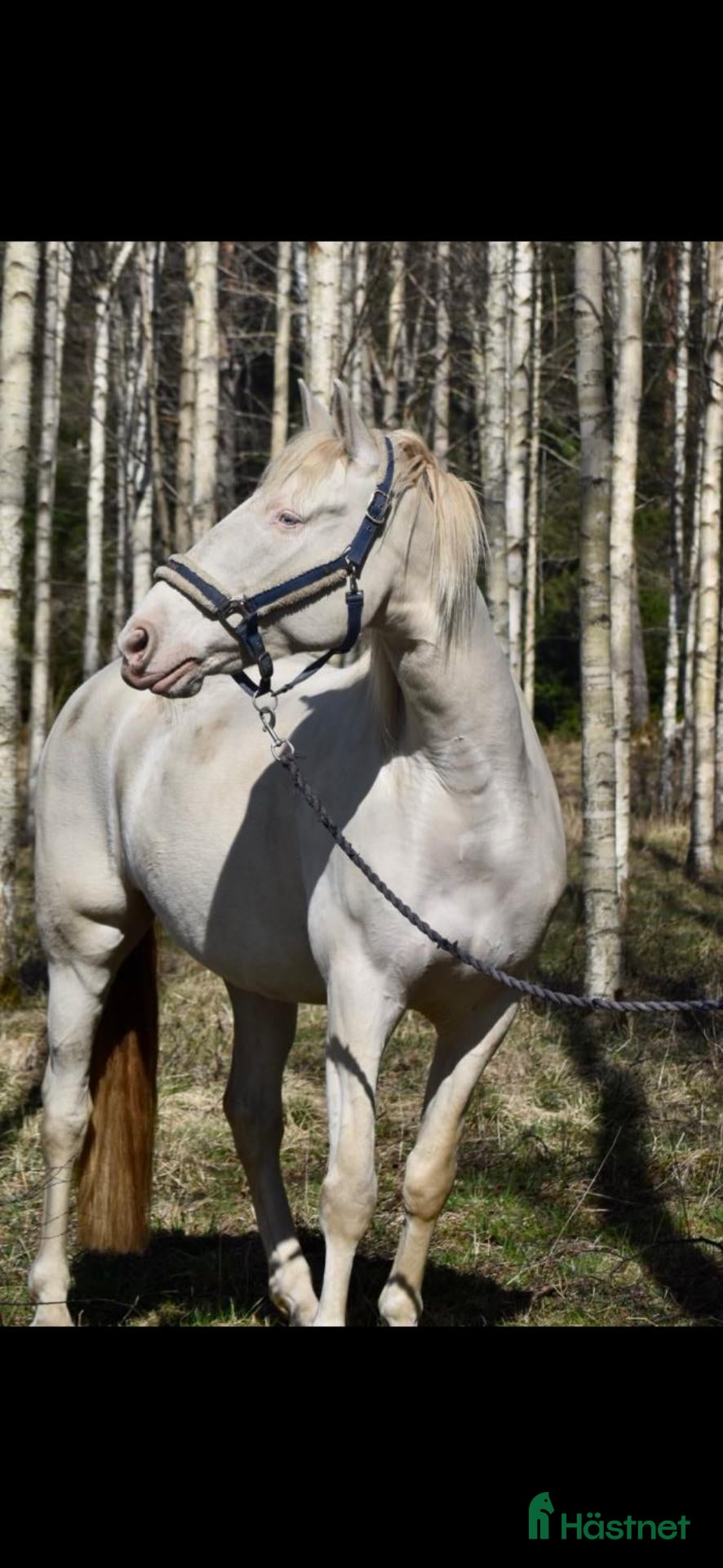  hästar Svenskfödd PRE-valack med stor personlighet - Annons 7