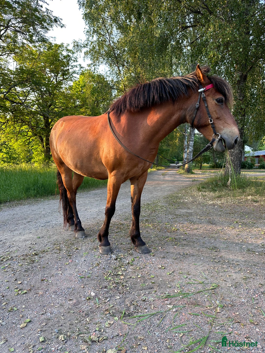 Allround hästar till salu: Trevligt sto söker föralltid hem i Östervåla - Bild 4
