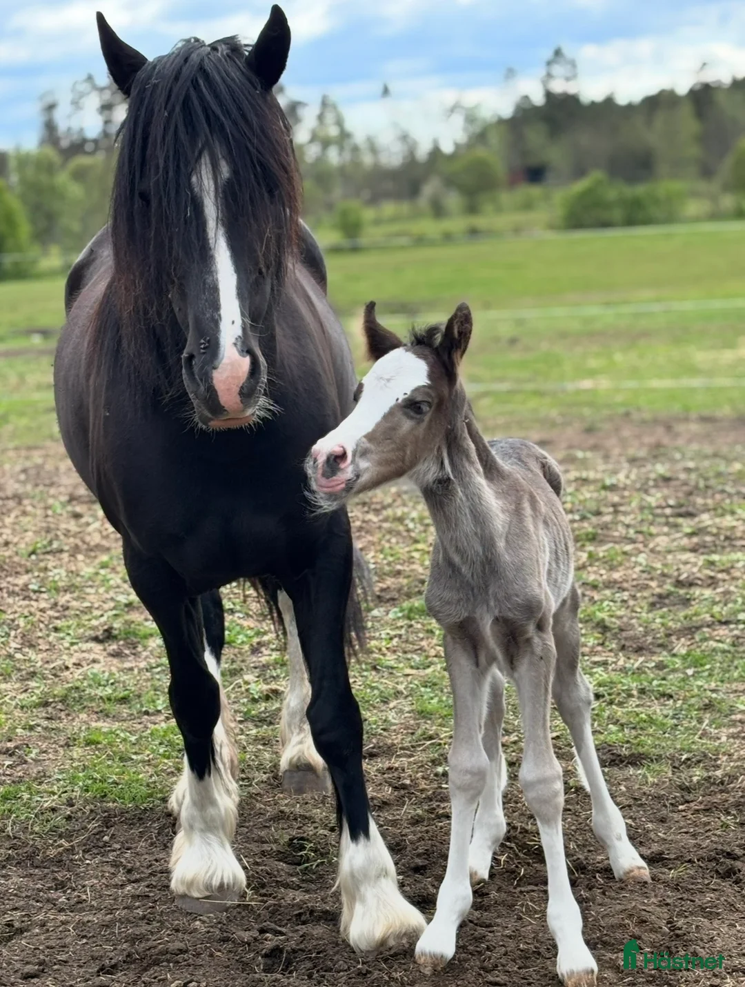 Allround hästar till salu: Vackert Welsh cobsto  i Kalv - Annons 6