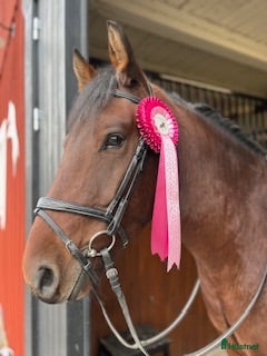  hästar 7-årig New Forest D-ponny - Annons 2