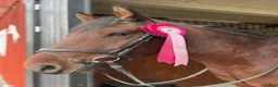 Allround hästar till salu: 7-årig New Forest D-ponny i Björkvik - Annons 2