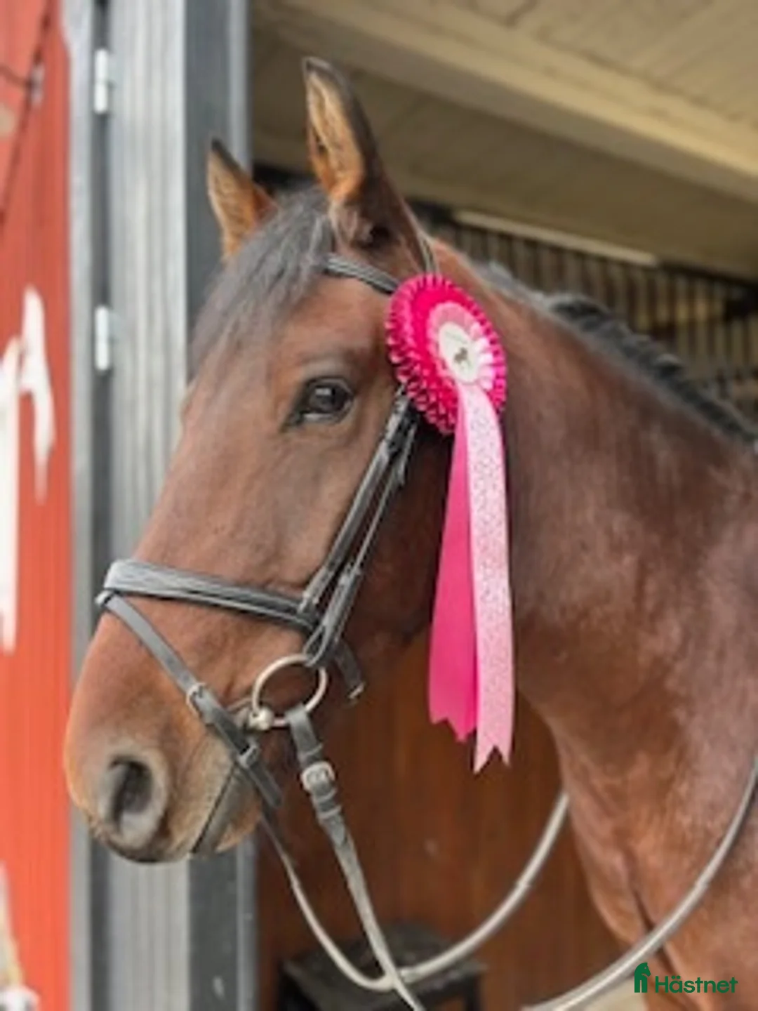 Allround hästar till salu: 7-årig New Forest D-ponny i Björkvik - Annons 2