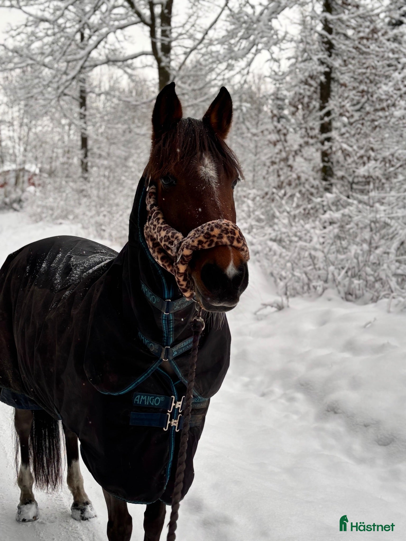  hästar Ponny med stort hjärta❤️ - Annons 9